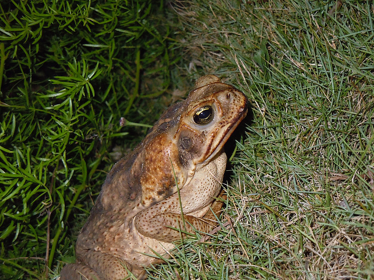 Toad, kikker, weg toad, Bermuda, dier, wormsalamanders, dieren in het wild