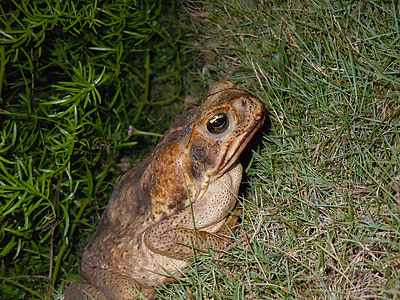 toad, frog, road toad, bermuda, animal, amphibian, wildlife