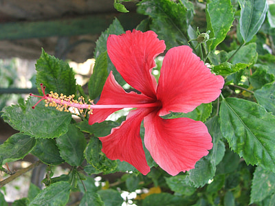 red, hibiscus, flowers, tropical, blossoms, flowering, plants