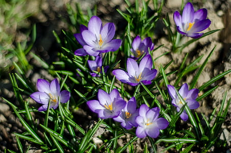 flor de color blau, violeta, macro, flors, primavera, natura, flor