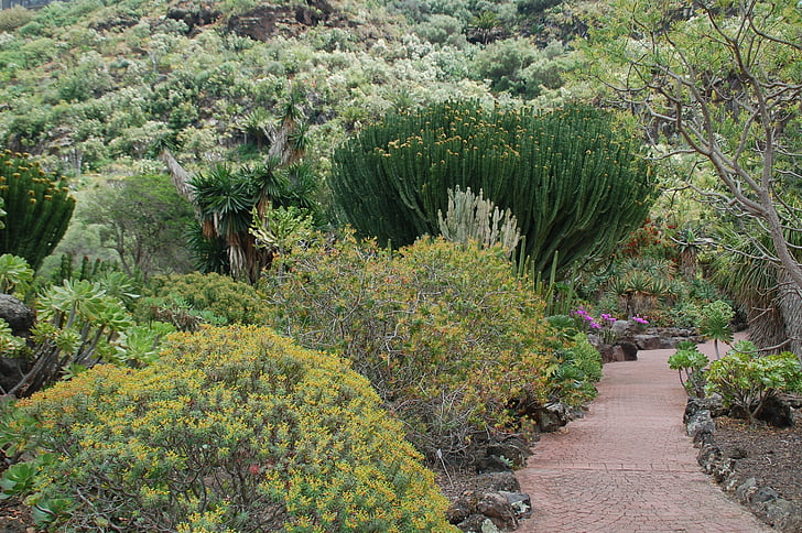 Canary garden, Natura, Gran canaria, drzewo, roślina