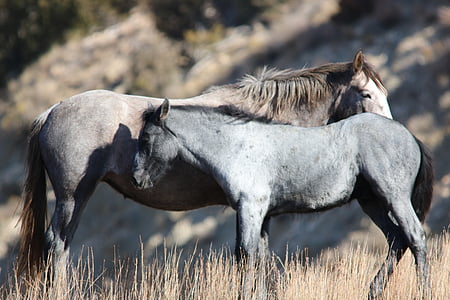wild horses, mare, mustang, foal, wildlife, nature, animal
