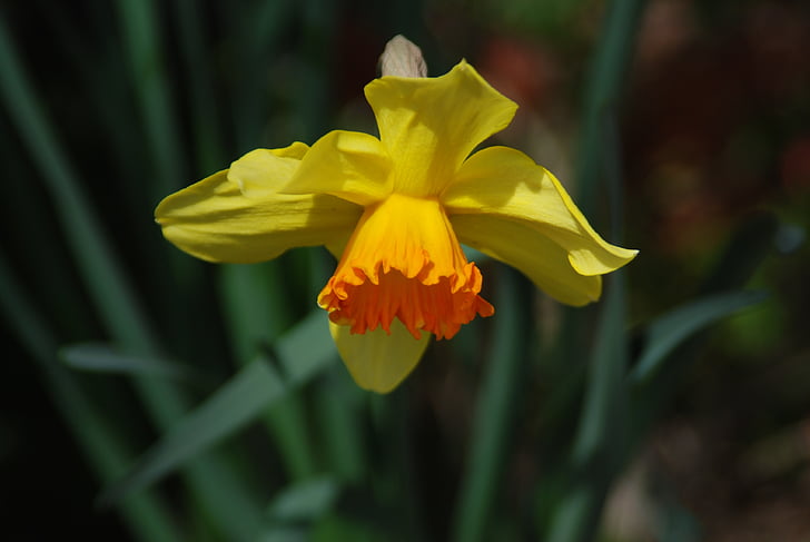lilled, Narcissus, kollased nartsissid, nartsiss, üks lill, kollane, kevadel