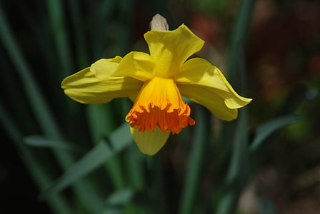 gėlės, Narcizas, geltona narcizas, Narcizas, viena gėlė, geltona, pavasarį
