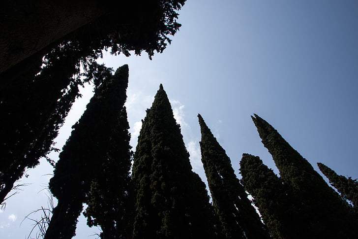 Ciprus, mediterrán Ciprus, Cupressus sempervirens, oszlopos cypress, valódi Ciprus, olasz Cypress, gyász-cypress