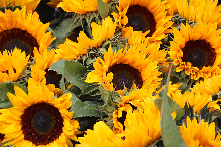 Sun flower, blomma, naturen, gul, bakgrund, sommar