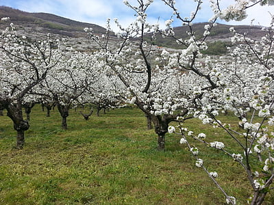 vyšnių, slėnis, Jerte, gėlės, pavasarį, Ispanija, protrūkis