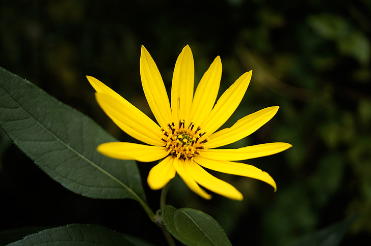 dísznapraforgó, sunflower, flower, yellow flower, plant, nature