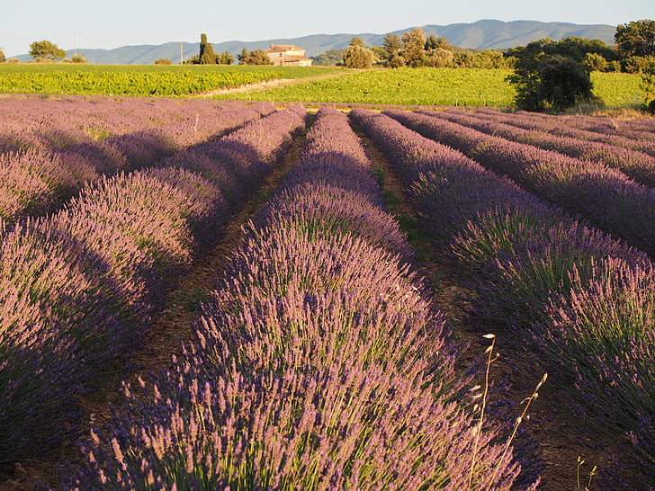 lavender field, lavender, evening sun, lavender flowers, violet, lavender cultivation, ornamental plant