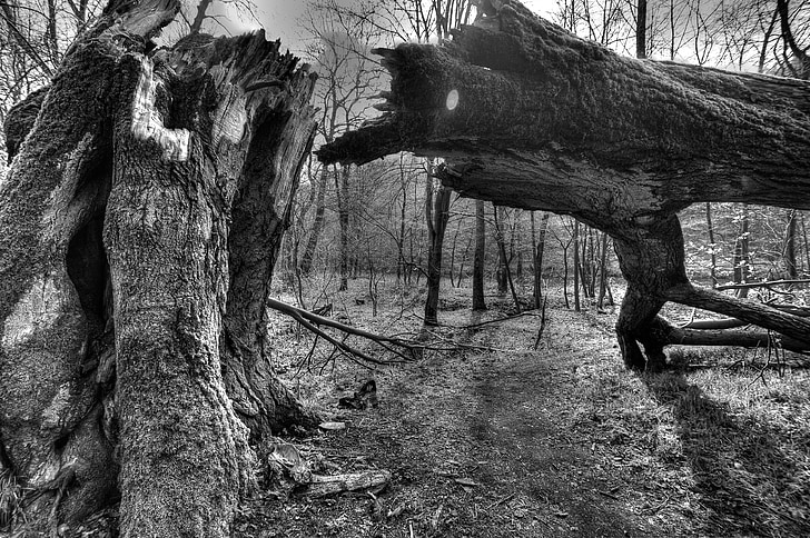 strom, zrušené, čierna biela, mystika, HDR, Príroda, Forest