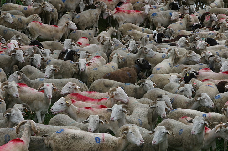 herd, sheep, sheep-herding, france, animals, shepherd, mountains
