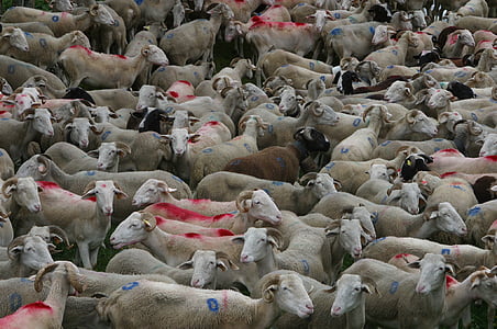 стадо, овцы, выпаса овец, Франция, Животные, Пастух, горы