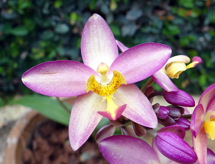 žemės orchidėja, gėlė, spathoglottis plicata, Orchidaceae, žiedų, floros, dharwad