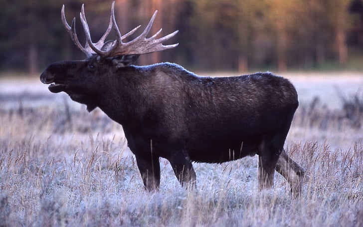 Bull moose, portrét, Detailní záběr, Profil, volně žijící zvířata, parku, Národní
