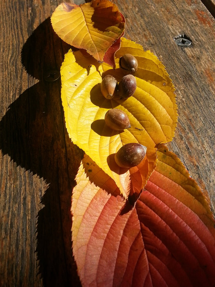 höstlöv, Acorn, hösten