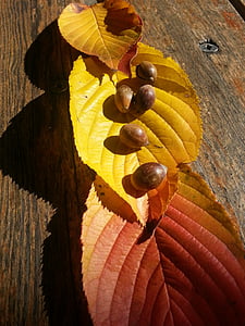 autumn leaves, acorn, autumn