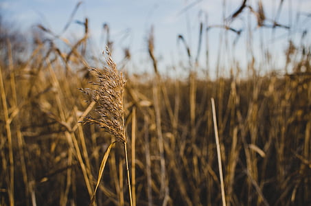 Reed, priroda, krajolik, polje, jesen, biljka