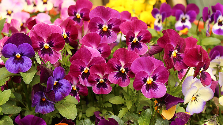 Pansy, Hoa, mùa xuân, màu tím, màu tím
