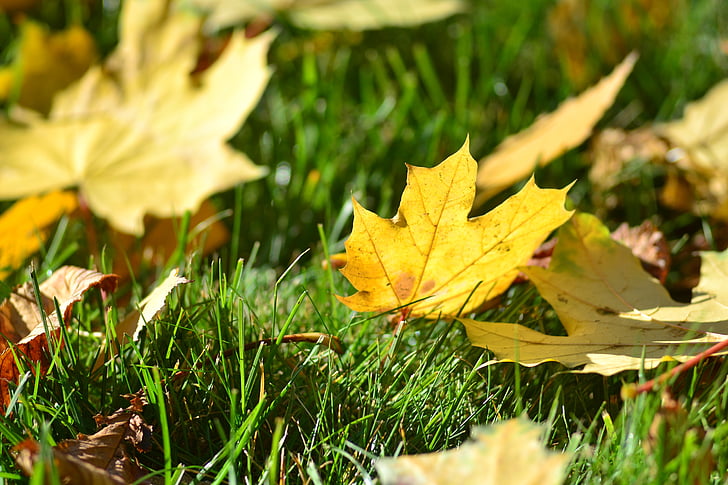 трева, листа, Есен