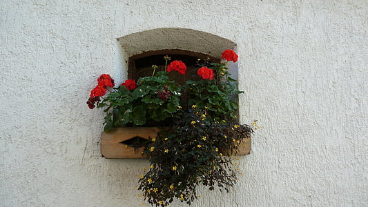 λουλούδι, λουλούδια, παράθυρο, λευκό, χλωρίδα