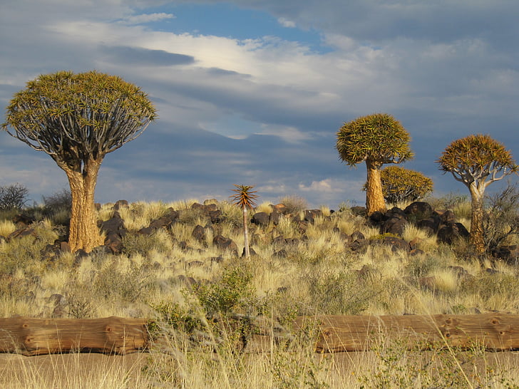 Namibia, ørkenen, Kalahari