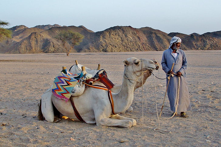 chameau, bédouin, désert, sable, Égypte, dromadaire chameau, Désert du Sahara