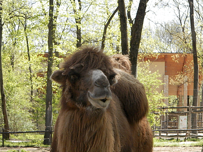 camelo-bactriano, camelo, relógio, jardim zoológico