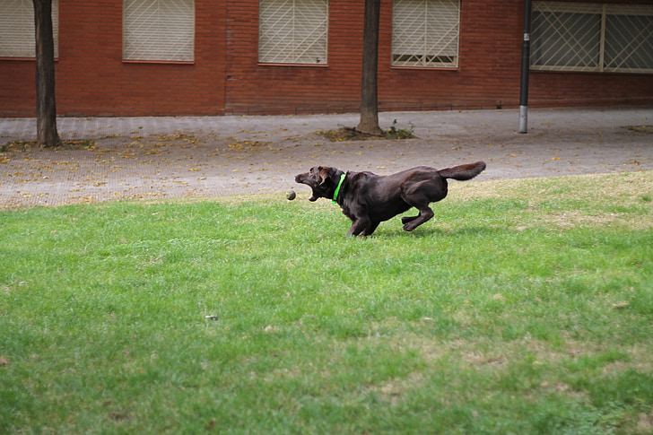 con chó, tốc độ, quả bóng