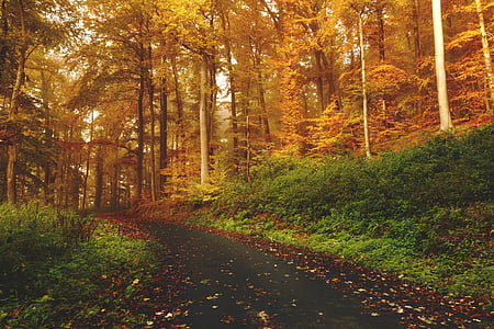 brown, leaf, trees, beside, trail, road, path