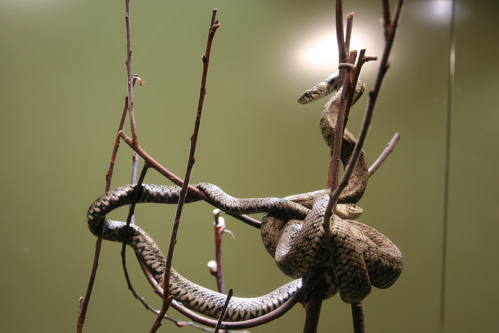 snake, zoo, wild animal