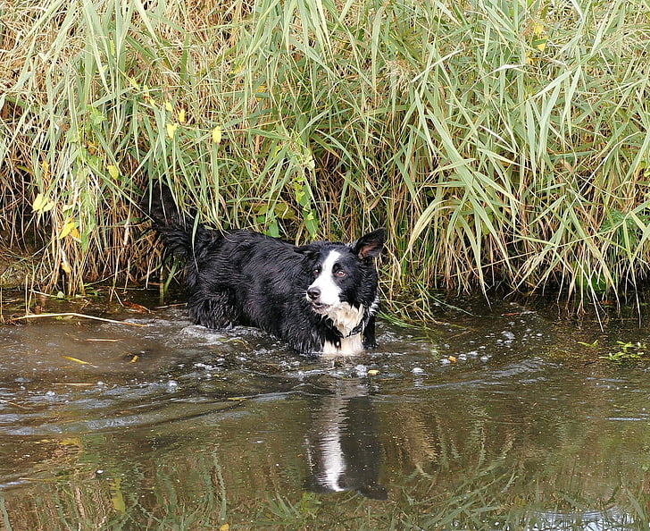 สุนัข, น้ำ, เปียก, สนุก, สัตว์, ธรรมชาติ, สัตว์เลี้ยง
