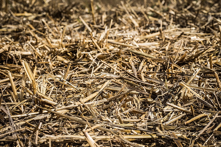 straw, agriculture, strawy