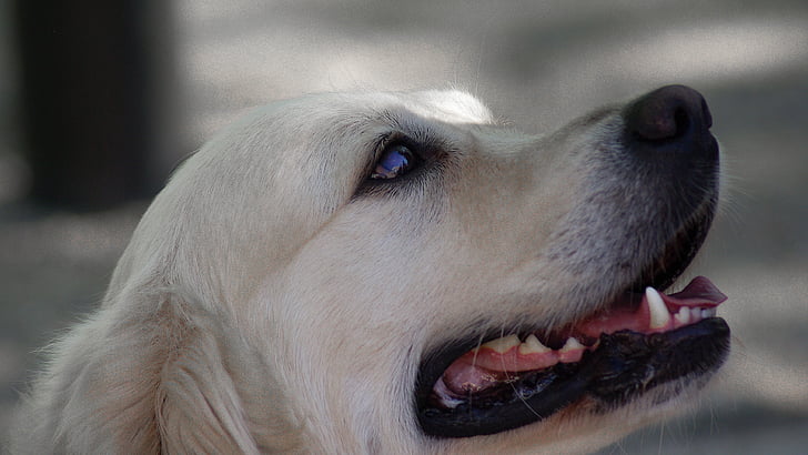 Labrador, pas, pas, utrka, jedna životinja, životinjske teme, Kućni ljubimci
