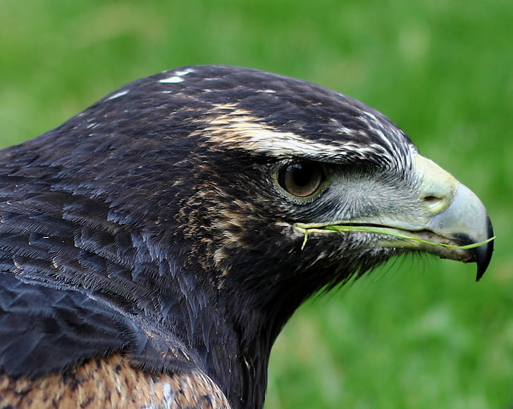 abu-abu buzzard eagle, mangsa, satwa liar, burung, alam, Buzzard, elang
