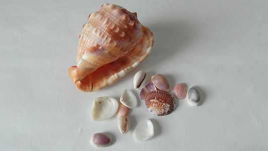 conchas do mar, conchas, vida marinha, Conch, madrepérola, nácar