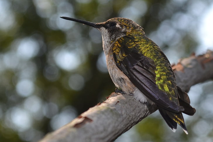 fêmea, colibri rubi - throated, Beija-flor, um animal, animais na selva, pássaro, temas de animais