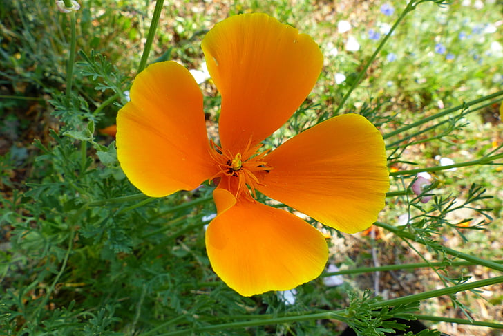 cvijet, priroda, vedro obojena, divlje cvijeće, makronaredbe, procvala, narančastom bojom