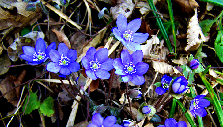 májvirág, Miško gėlės, pavasarį, mėlyna