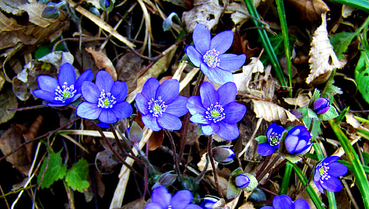 májvirág, flori de padure, primavara, albastru