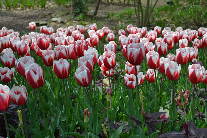 tulip, flower, floral, blossom