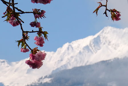 zwölferkogel, Vysoké Taury, okrasné čerešne, kvet, kvet, Príroda, strom