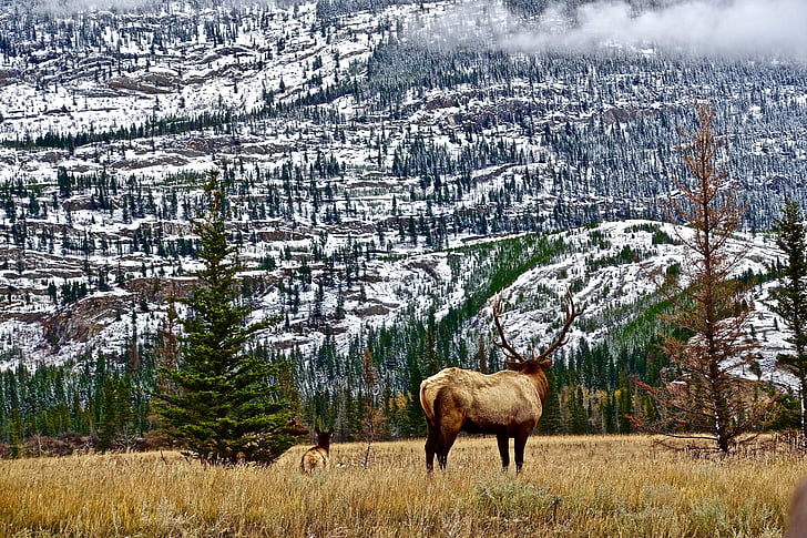 vahşi hayat, dağlar, Elk, Rocky Dağları, doğa, sahne, doğal