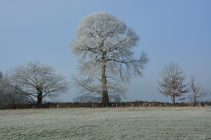tree, frost, nature, cold, winter, field, ice