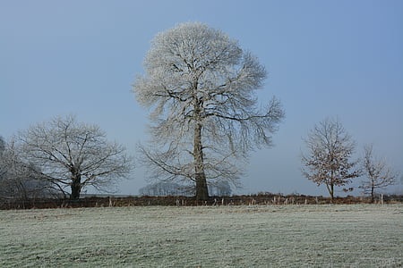 дерево, Фрост, Природа, холодная, Зима, поле, лед