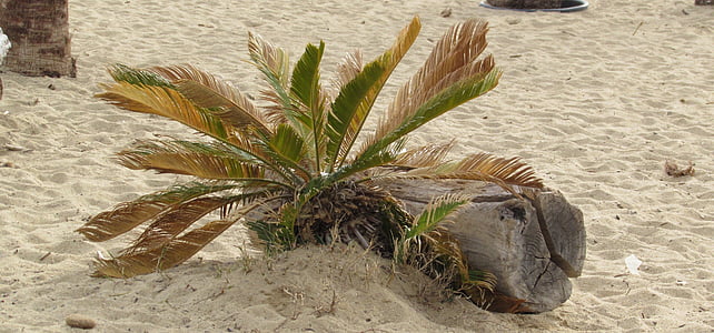praia, árvore, natureza, quente, madeira petrificada, Palm
