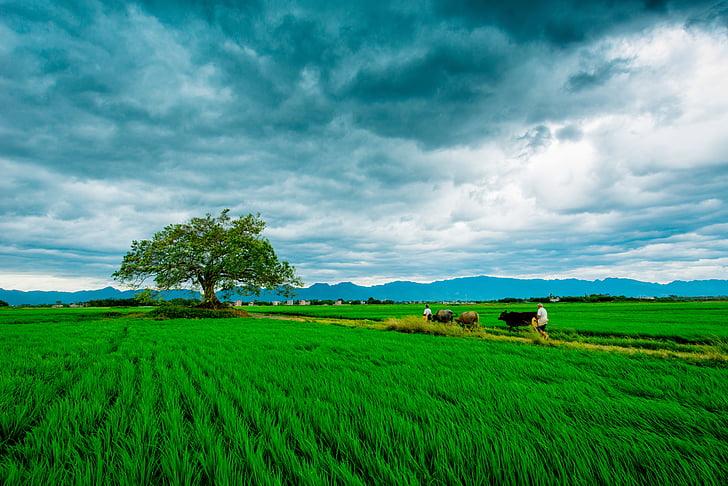 camp de blat, l'agricultura, herba verda, plana, el paisatge, fotografia, paisatge
