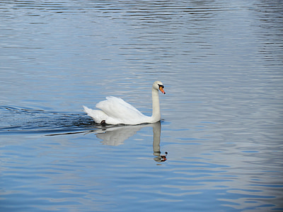 swan, animal, water bird, feather, animals, bodnar, lake