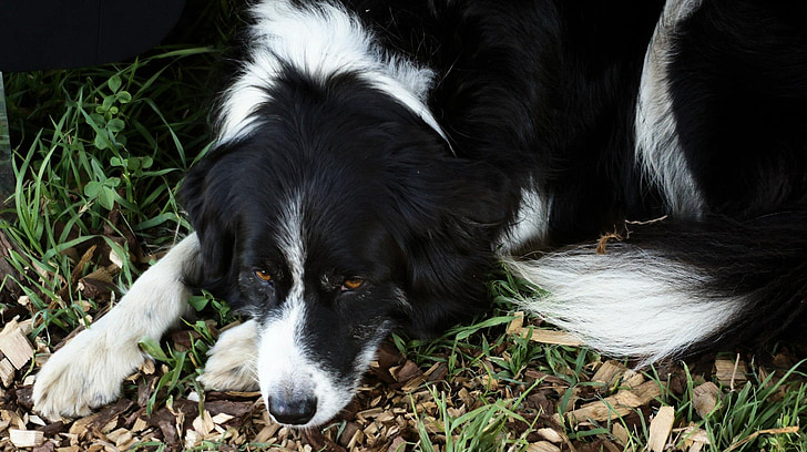 dog, laying, nature, resting, doggy, obedient, pet