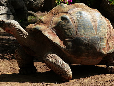 Afrikaanse gestimuleerd schildpad, schildpad, grote, Reuzenschildpadden, Geochelone sulcata, Panzer, reptielen