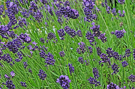 lavender, garden, blossom, bloom, purple, violet, ornamental plant